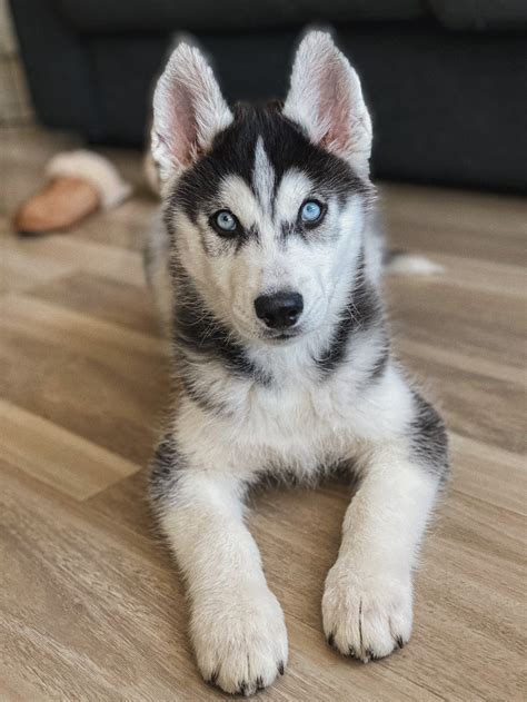 siberian husky for sale in missouri|siberian husky pup for sale.